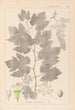 Herbier de la flore française Pl0124 - Louis Antoine Cusin — artwork view