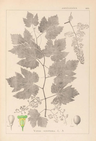Herbier de la flore française Pl0124 - Louis Antoine Cusin — artwork view