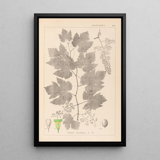 Herbier de la flore française Pl0124 - Louis Antoine Cusin — framed artwork on a wall