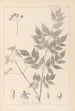 Herbier de la flore française Pl0126 - Louis Antoine Cusin — artwork view