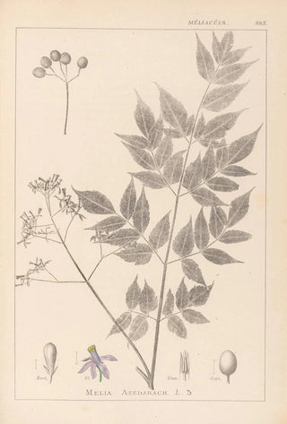 Herbier de la flore française Pl0126 - Louis Antoine Cusin — artwork view