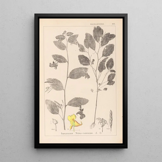 Herbier de la flore française Pl0127 - Louis Antoine Cusin — framed artwork on a wall