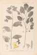 Herbier de la flore française Pl0127 - Louis Antoine Cusin — artwork view
