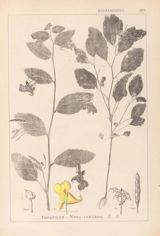 Herbier de la flore française Pl0127 - Louis Antoine Cusin — artwork view
