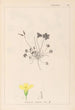 Herbier de la flore française Pl0130 - Louis Antoine Cusin — artwork view