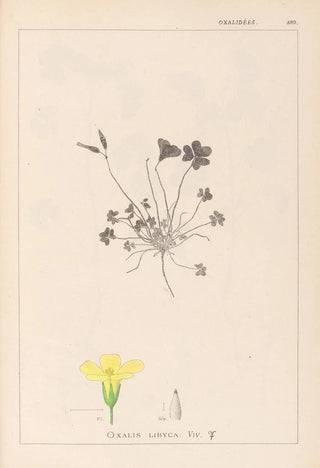 Herbier de la flore française Pl0130 - Louis Antoine Cusin — artwork view