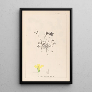 Herbier de la flore française Pl0130 - Louis Antoine Cusin — framed artwork on a wall