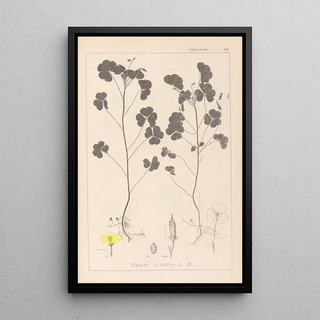 Herbier de la flore française Pl0131 - Louis Antoine Cusin — framed artwork on a wall