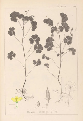 Herbier de la flore française Pl0131 - Louis Antoine Cusin — artwork view