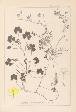 Herbier de la flore française Pl0132 - Louis Antoine Cusin — artwork view