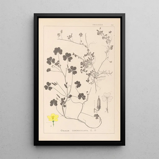 Herbier de la flore française Pl0132 - Louis Antoine Cusin — framed artwork on a wall