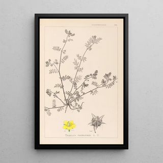 Herbier de la flore française Pl0133 - Louis Antoine Cusin — framed artwork on a wall