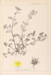 Herbier de la flore française Pl0133 - Louis Antoine Cusin — artwork view