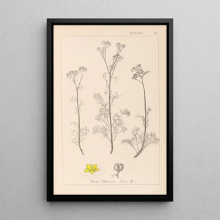 Herbier de la flore française Pl0134 - Louis Antoine Cusin — framed artwork on a wall