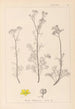 Herbier de la flore française Pl0134 - Louis Antoine Cusin — artwork view