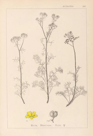 Herbier de la flore française Pl0134 - Louis Antoine Cusin — artwork view