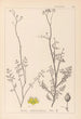Herbier de la flore française Pl0135 - Louis Antoine Cusin — artwork view