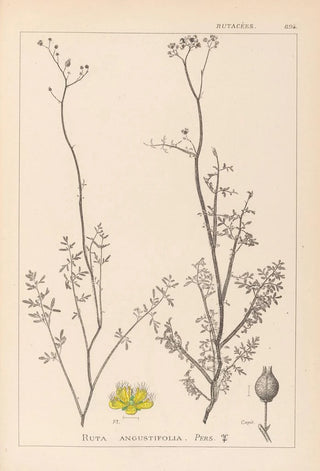 Herbier de la flore française Pl0135 - Louis Antoine Cusin — artwork view