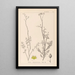 Herbier de la flore française Pl0135 - Louis Antoine Cusin — framed artwork on a wall