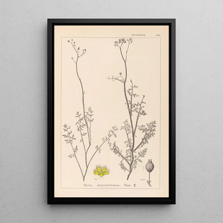 Herbier de la flore française Pl0135 - Louis Antoine Cusin — framed artwork on a wall