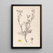 Herbier de la flore française Pl0136 - Louis Antoine Cusin — framed artwork on a wall