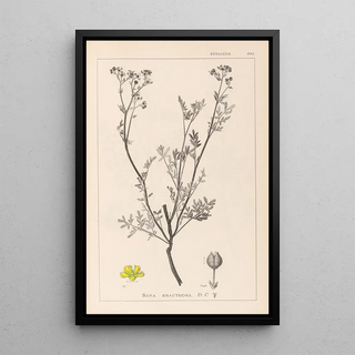 Herbier de la flore française Pl0136 - Louis Antoine Cusin — framed artwork on a wall