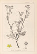Herbier de la flore française Pl0136 - Louis Antoine Cusin — artwork view