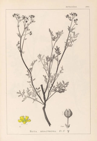 Herbier de la flore française Pl0136 - Louis Antoine Cusin — artwork view