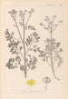 Herbier de la flore française Pl0137 - Louis Antoine Cusin — artwork view