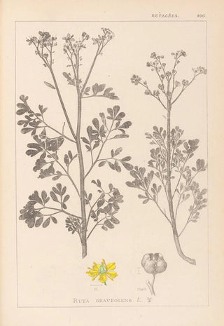 Herbier de la flore française Pl0137 - Louis Antoine Cusin — artwork view