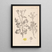 Herbier de la flore française Pl0137 - Louis Antoine Cusin — framed artwork on a wall