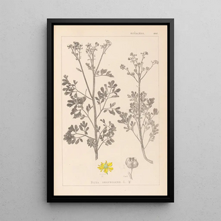 Herbier de la flore française Pl0137 - Louis Antoine Cusin — framed artwork on a wall