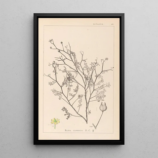 Herbier de la flore française Pl0138 - Louis Antoine Cusin — framed artwork on a wall