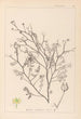 Herbier de la flore française Pl0138 - Louis Antoine Cusin — artwork view