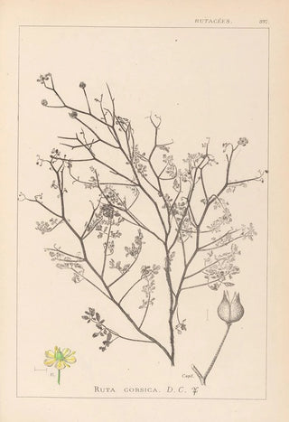 Herbier de la flore française Pl0138 - Louis Antoine Cusin — artwork view