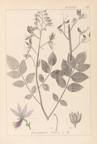 French flora herbarium painting Pl0139 - Louis Antoine Cusin — artwork view