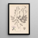 French flora herbarium painting Pl0139 - Louis Antoine Cusin — framed artwork on a wall