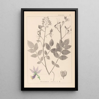 French flora herbarium painting Pl0139 - Louis Antoine Cusin — framed artwork on a wall