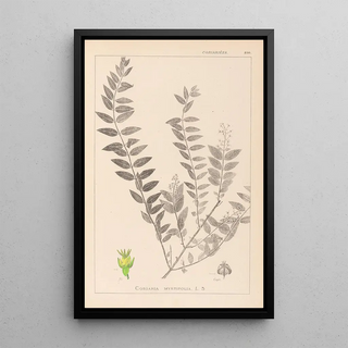Herbier de la flore française Pl0140 - Louis Antoine Cusin — framed artwork on a wall