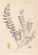 Herbier de la flore française Pl0140 - Louis Antoine Cusin — artwork view