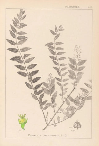 Herbier de la flore française Pl0140 - Louis Antoine Cusin — artwork view