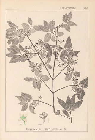 Herbier de la flore française Pl0141 - Louis Antoine Cusin — artwork view