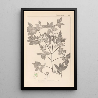 Herbier de la flore française Pl0141 - Louis Antoine Cusin — framed artwork on a wall