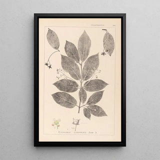 Herbier de la flore française Pl0142 - Louis Antoine Cusin — framed artwork on a wall