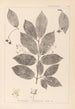 Herbier de la flore française Pl0142 - Louis Antoine Cusin — artwork view