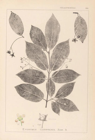 Herbier de la flore française Pl0142 - Louis Antoine Cusin — artwork view