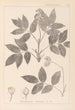 Herbier de la flore française Pl0143 - Louis Antoine Cusin — artwork view