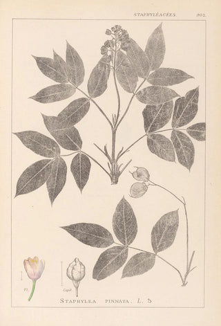 Herbier de la flore française Pl0143 - Louis Antoine Cusin — artwork view