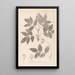 Herbier de la flore française Pl0143 - Louis Antoine Cusin — framed artwork on a wall