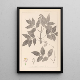 Herbier de la flore française Pl0143 - Louis Antoine Cusin — framed artwork on a wall